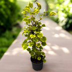 Hortensie cataratoare cu frunze bicolore si flori delicate - Hydrangea petiolaris 'Miranda'