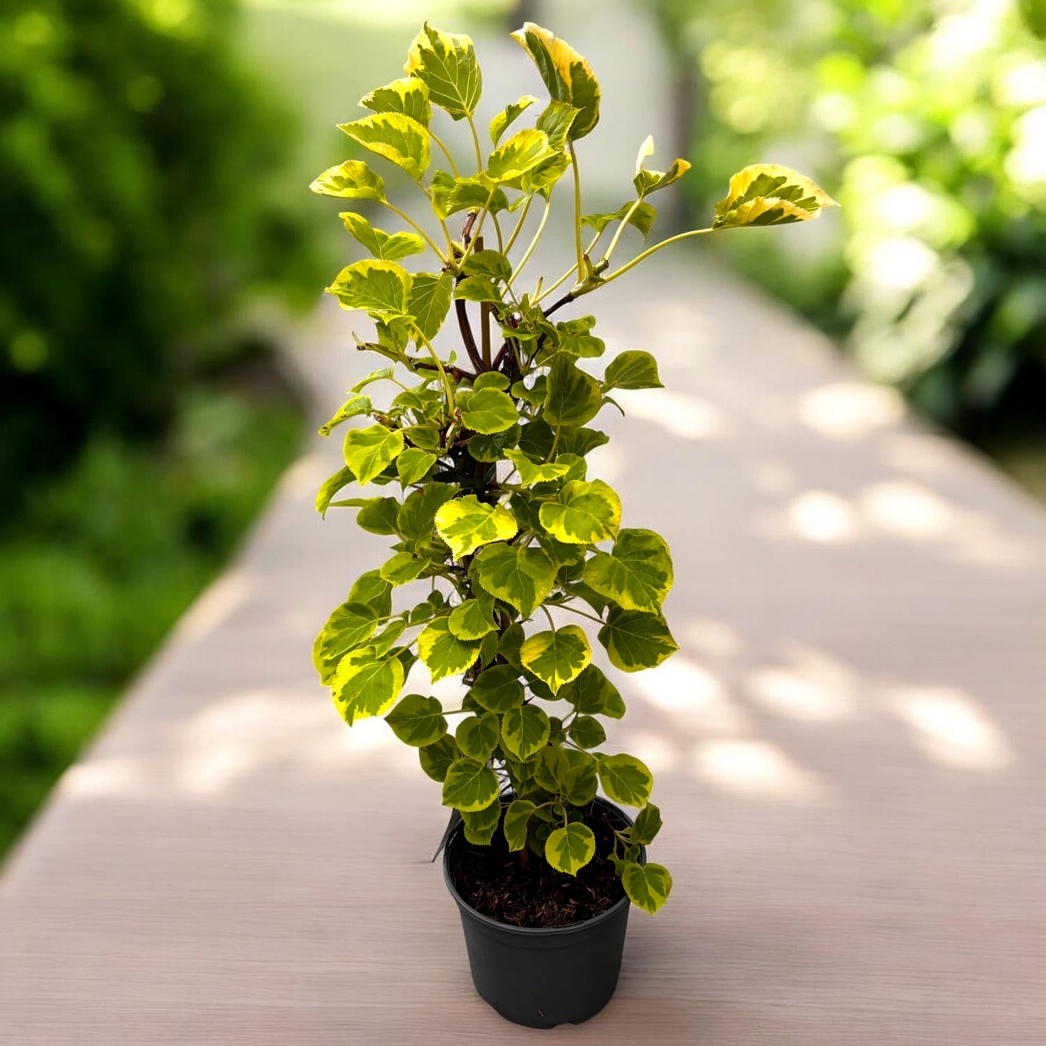 Hortensie cataratoare cu frunze bicolore si flori delicate - Hydrangea petiolaris 'Miranda'