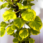 Hortensie cataratoare cu frunze bicolore si flori delicate - Hydrangea petiolaris 'Miranda'