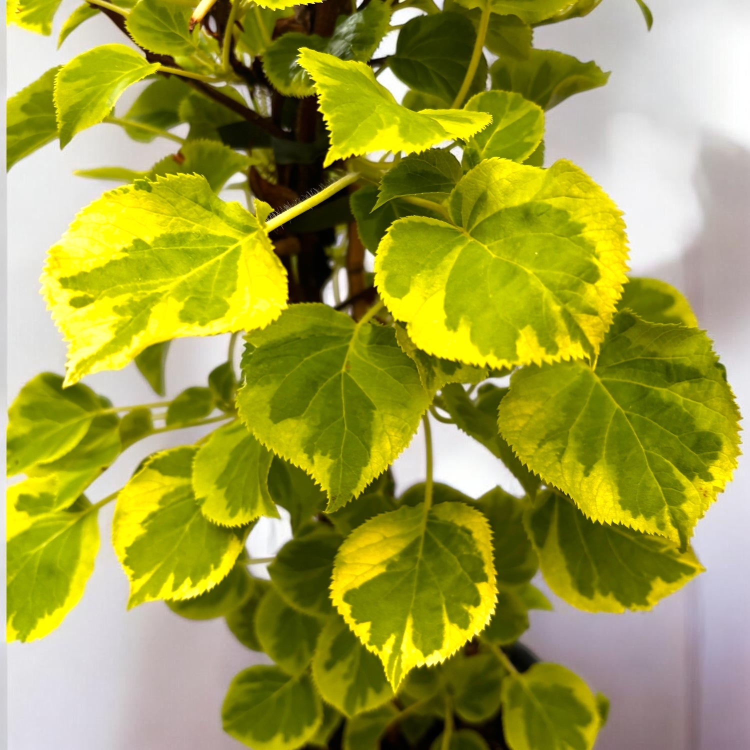 Hortensie cataratoare cu frunze bicolore si flori delicate - Hydrangea petiolaris 'Miranda'