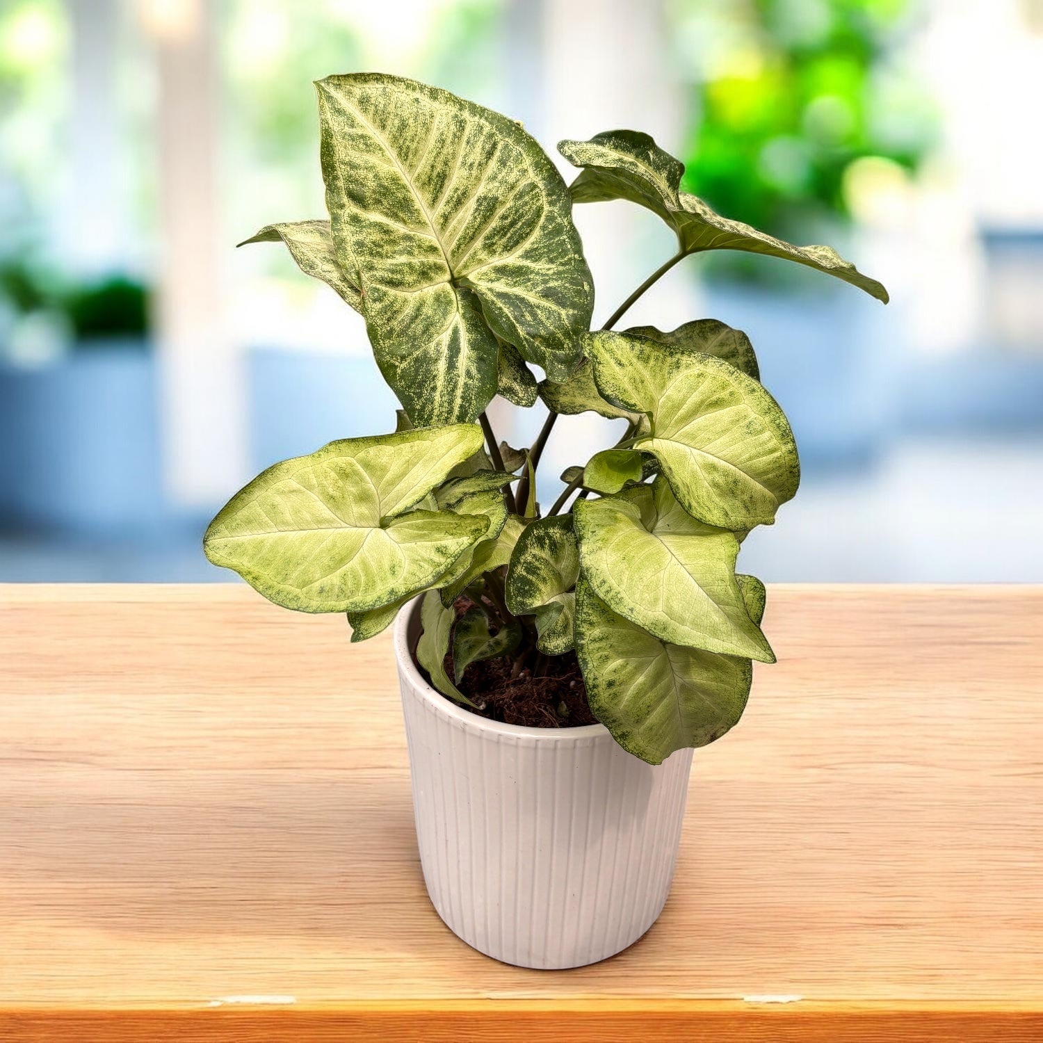 Syngonium 'White Butterfly' D12