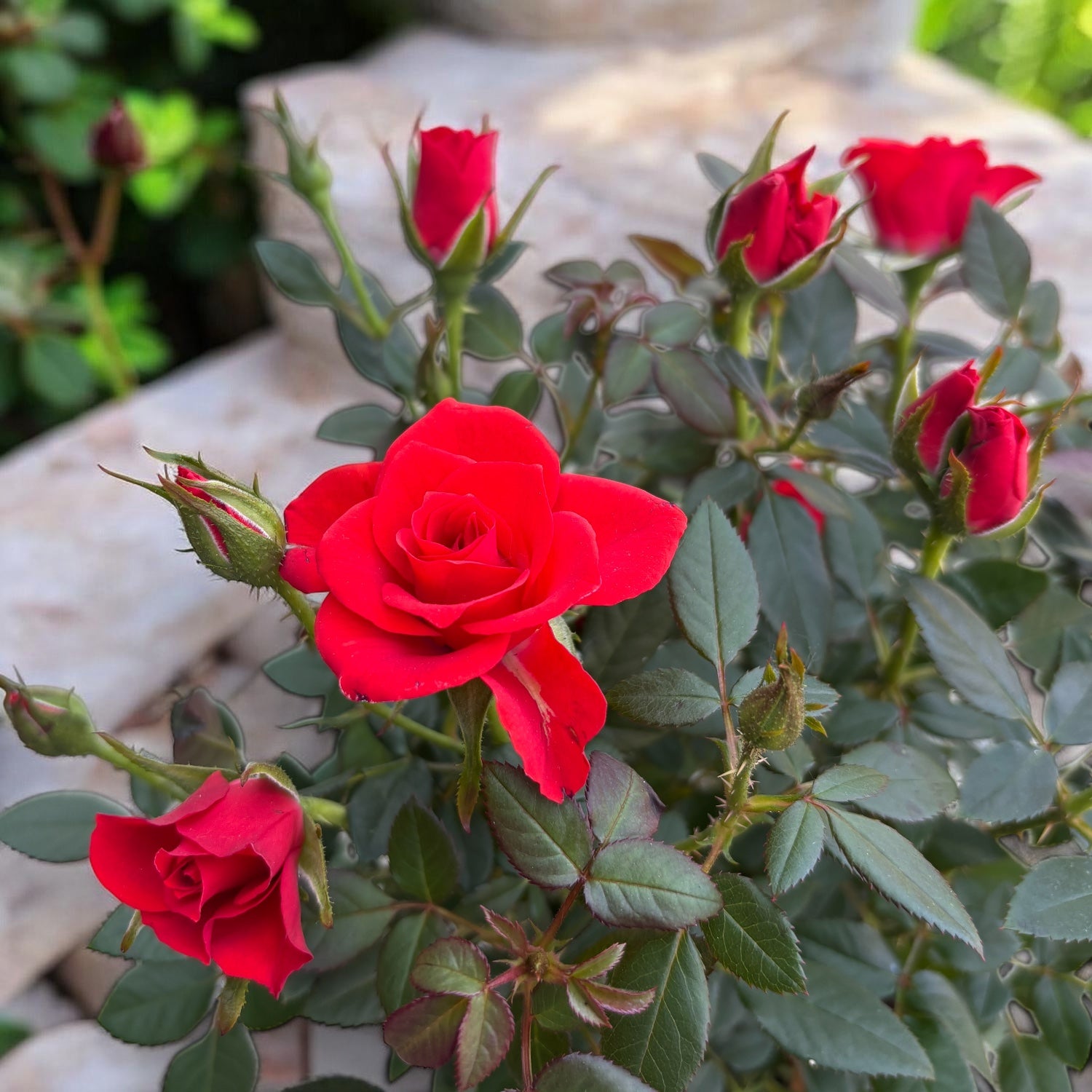 Rosa Orange  - trandafiri pitici portocalii