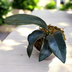 Microsorum thailandicum 'Giant' (large form)