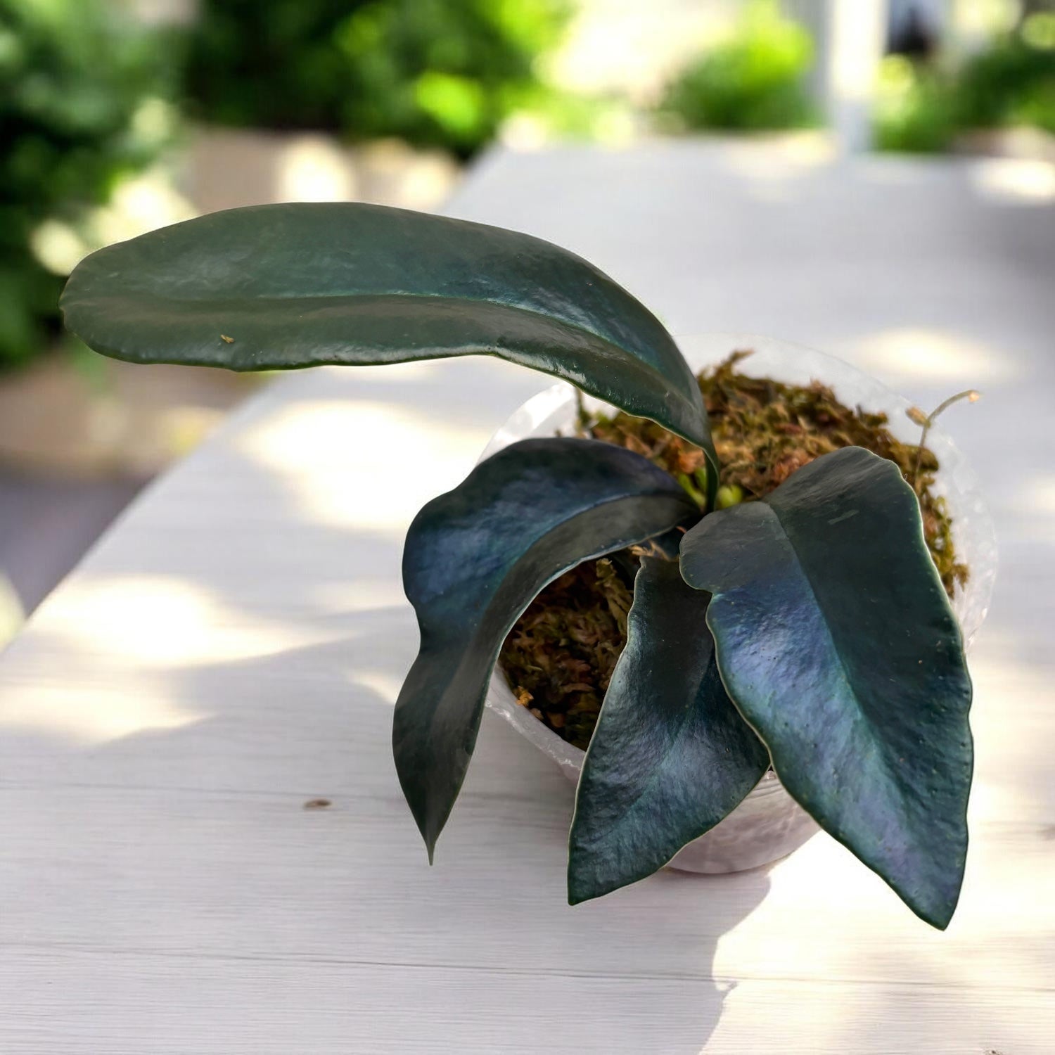 Microsorum thailandicum 'Giant' (large form)