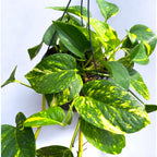 Epipremnum aureum ‘Hawaiian’ - pothos tropical cu variegatie aurie