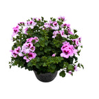 Muscate - Pelargonium ‘Angel Lexi’