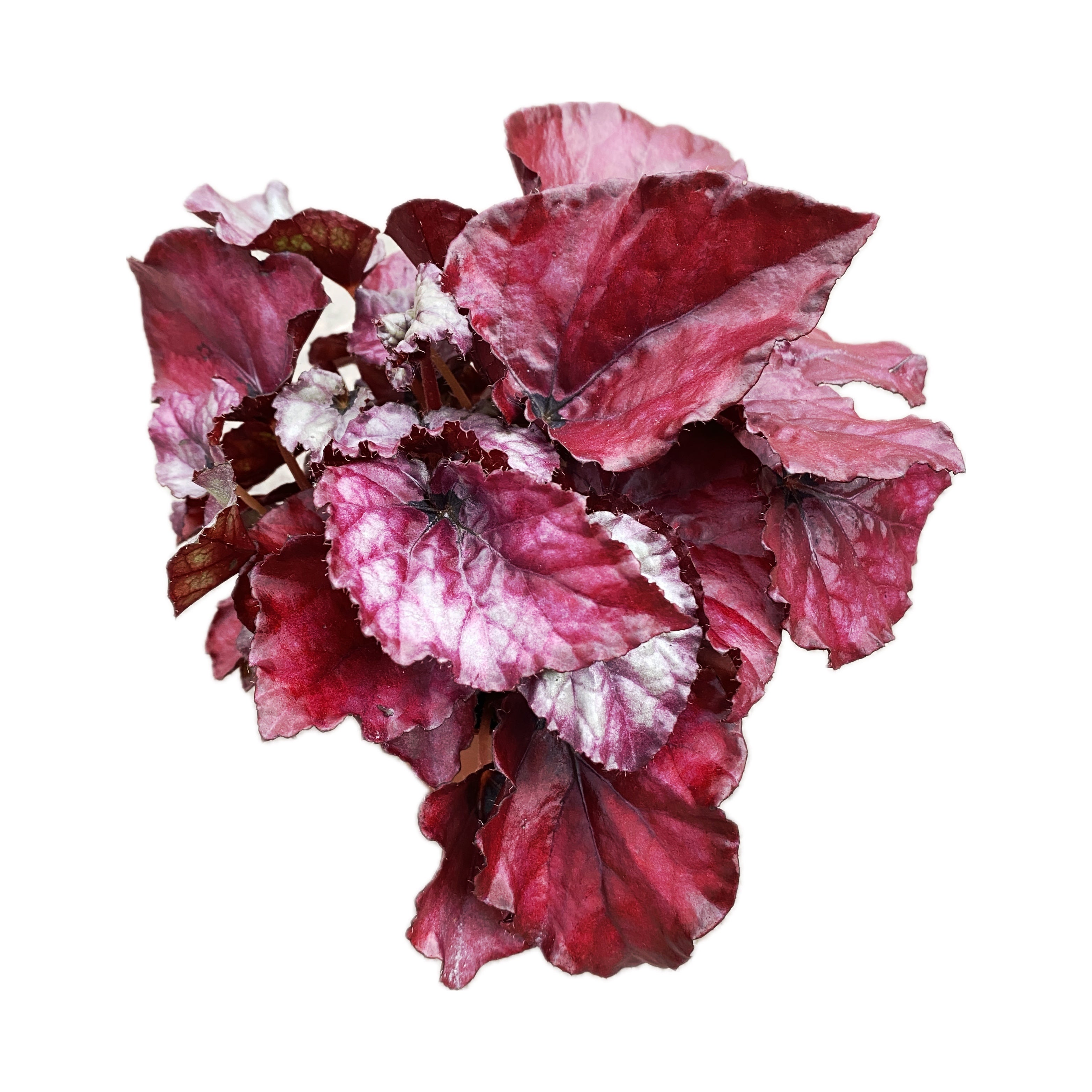 Begonia Magic Colours ‘Red Bull’ D8