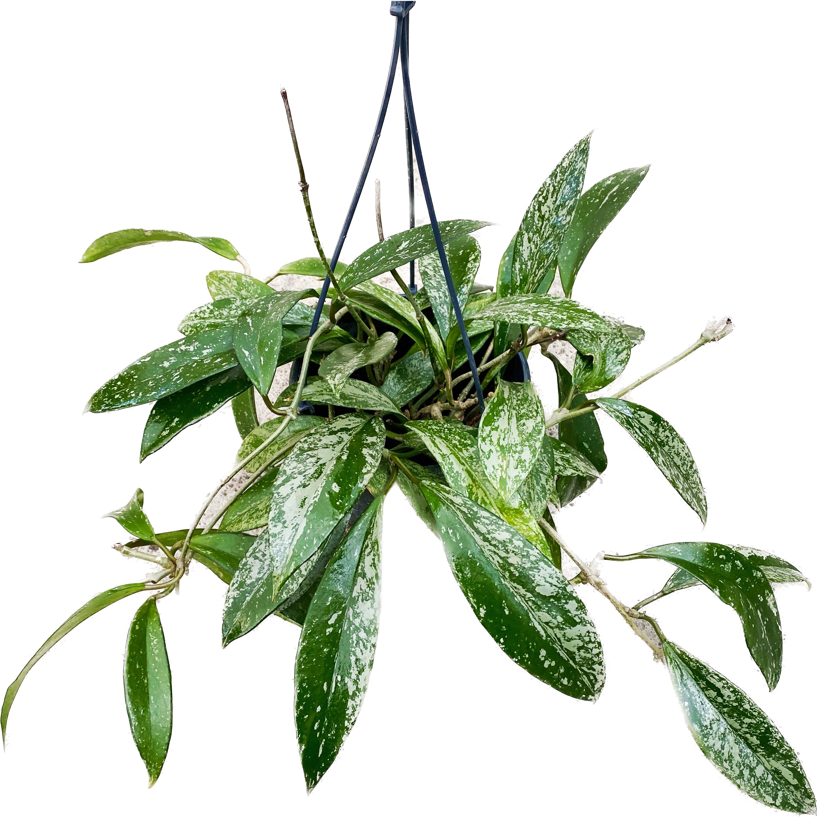 Hoya pubicalyx 'Reva' (super splash) D15 - full pots, 4 plante/pot