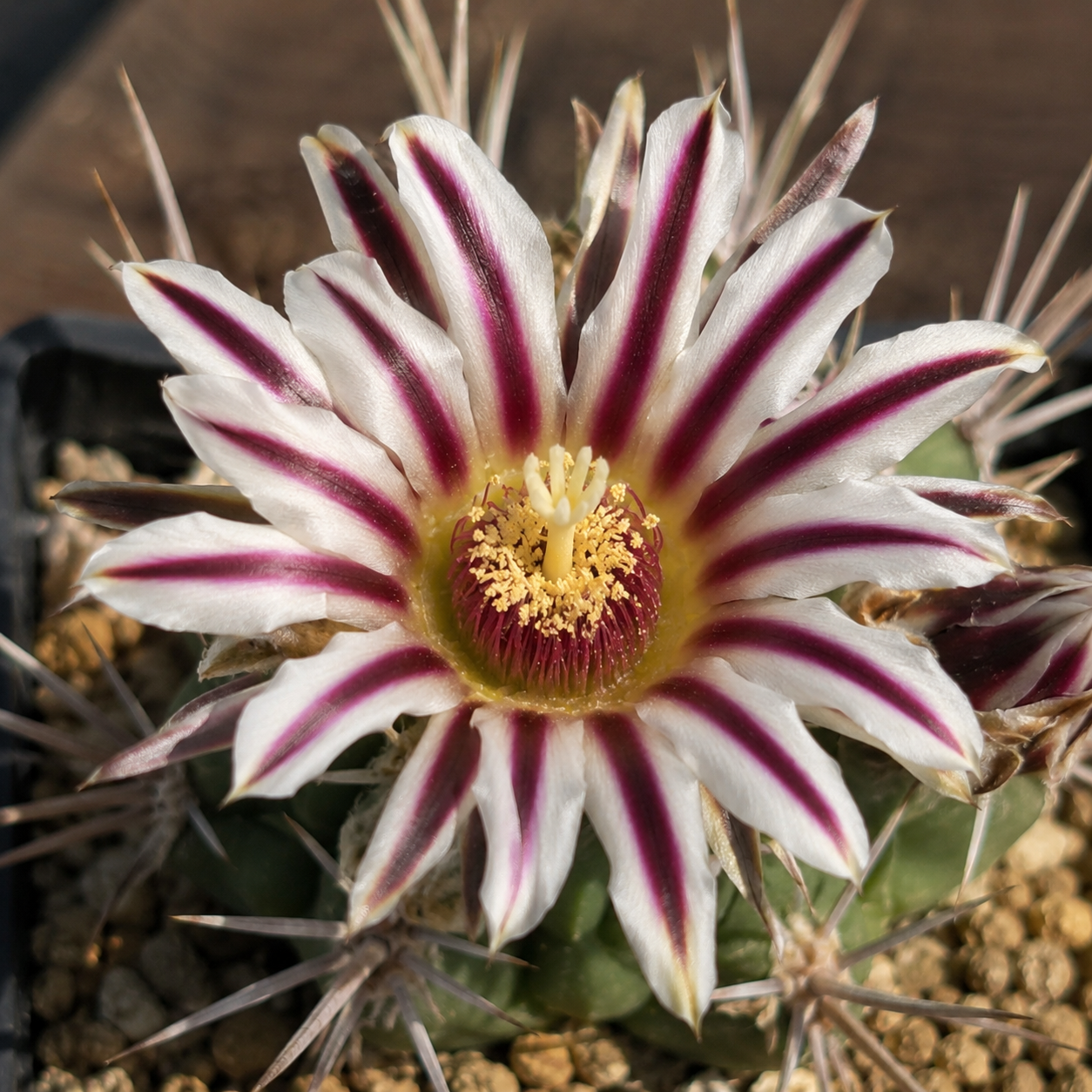 Stenocactus coptonogonus - μεξικανικός κάκτος με παχιές πλευρές και μοβ-λευκά άνθη