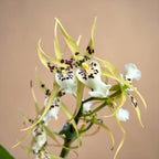 Brassia Magnificent White – fragrant flowers