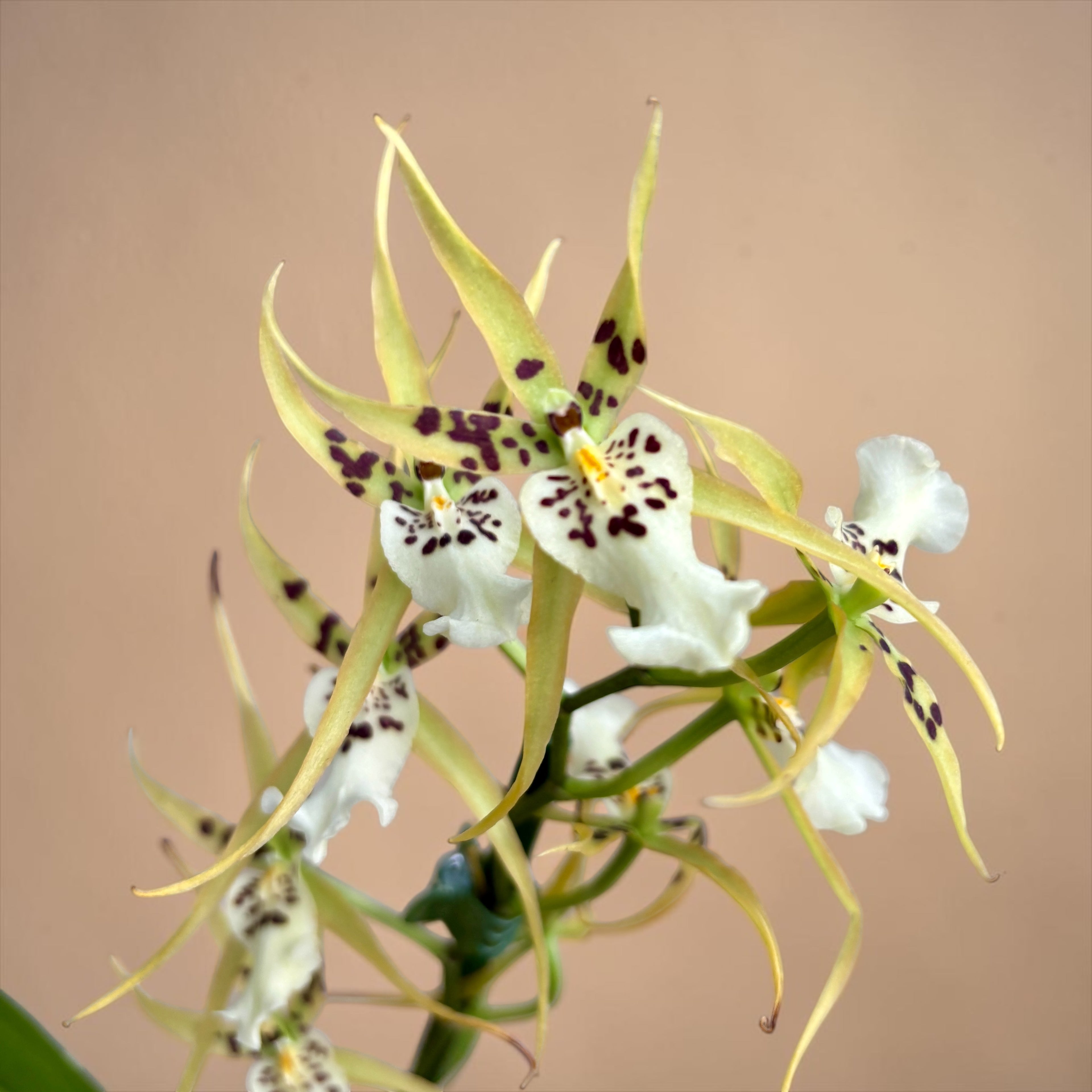 Brassia Magnificent White – fragrant flowers
