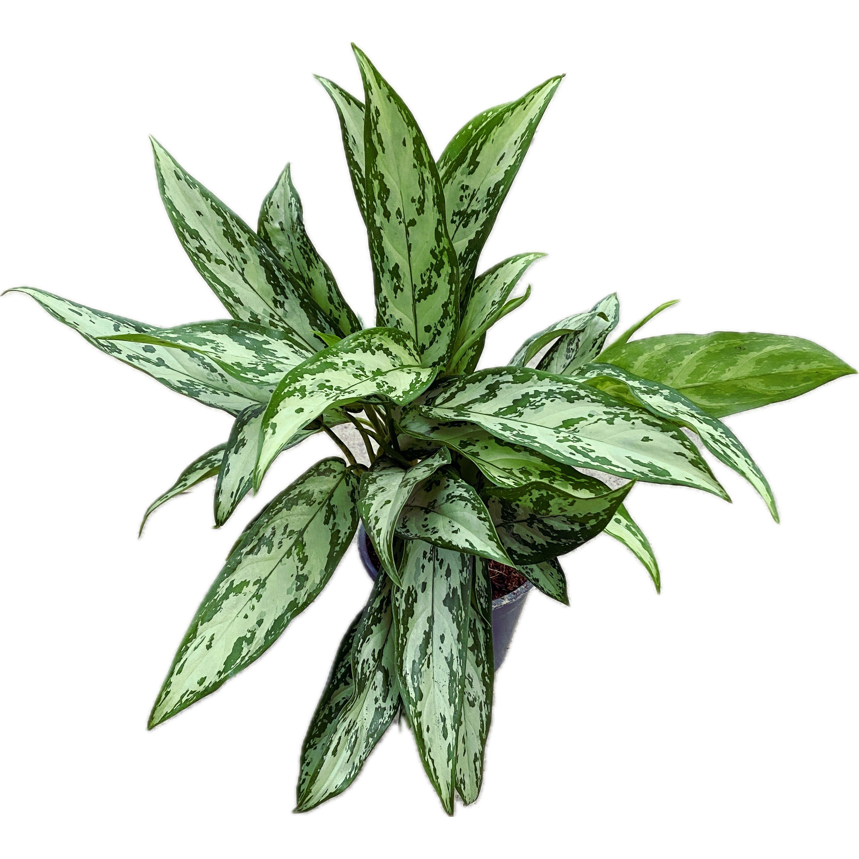 Aglaonema Silver Queen (3-4 plante/ghiveci)