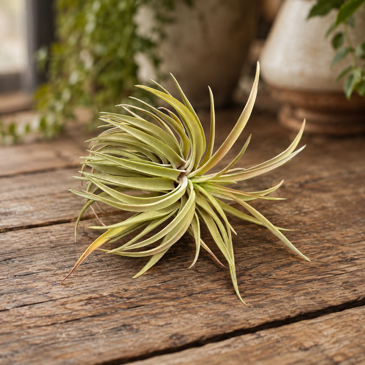Plante de aer Tillandsia Red Abdita