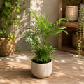 Palmier Chamaedorea elegans 'Variegata' - bonte bladeren