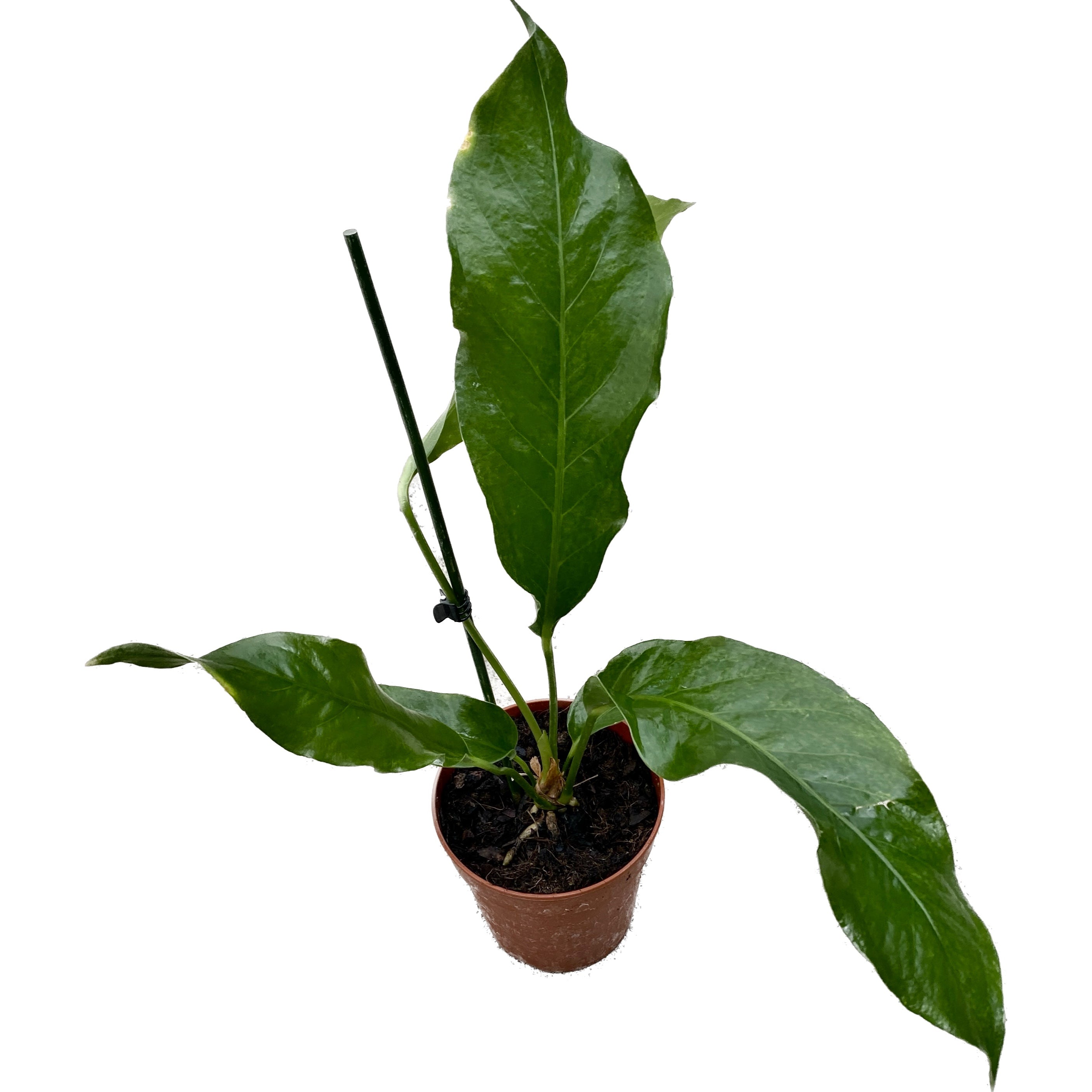 Anthurium Hookeri (Bird's nest Anthurium)