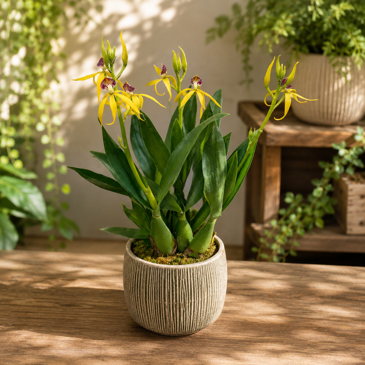 Prosthechea (Encyclia) cochleata var. cochleata - duftend
