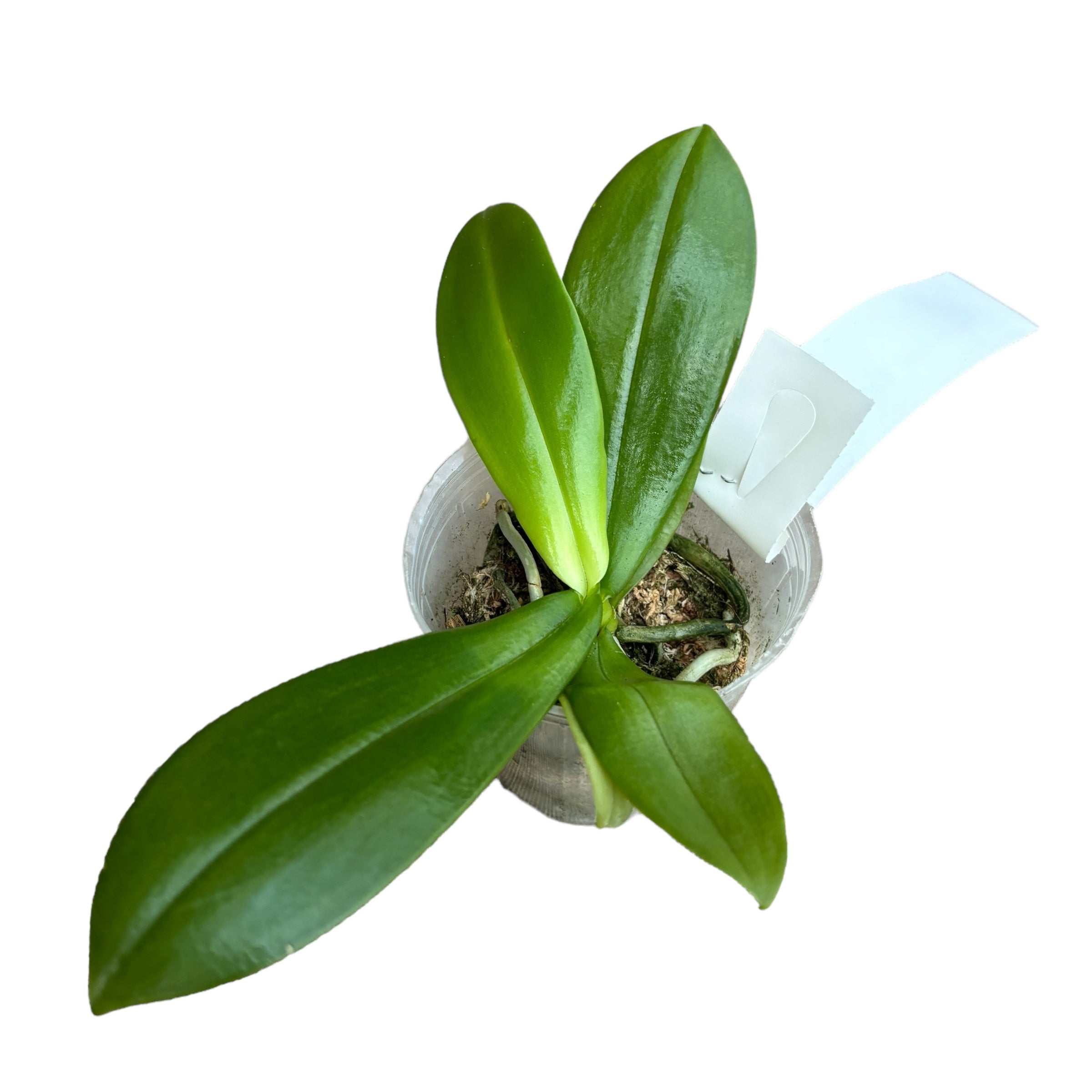 Phalaenopsis mannii 'Black' parfumat