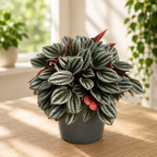 Peperomia «Tender Toscane» - Peperomia compatta con foglie argentate e retro bordeaux