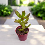 Sedum Adolphii (Golden Sedum)