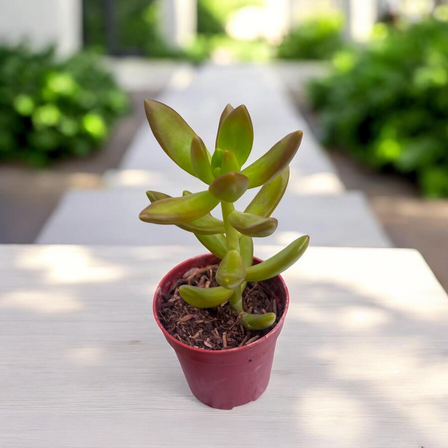 Sedum Adolphii (Golden Sedum)