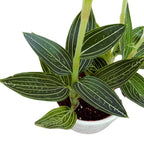 Ludisia discolor 'Alba'