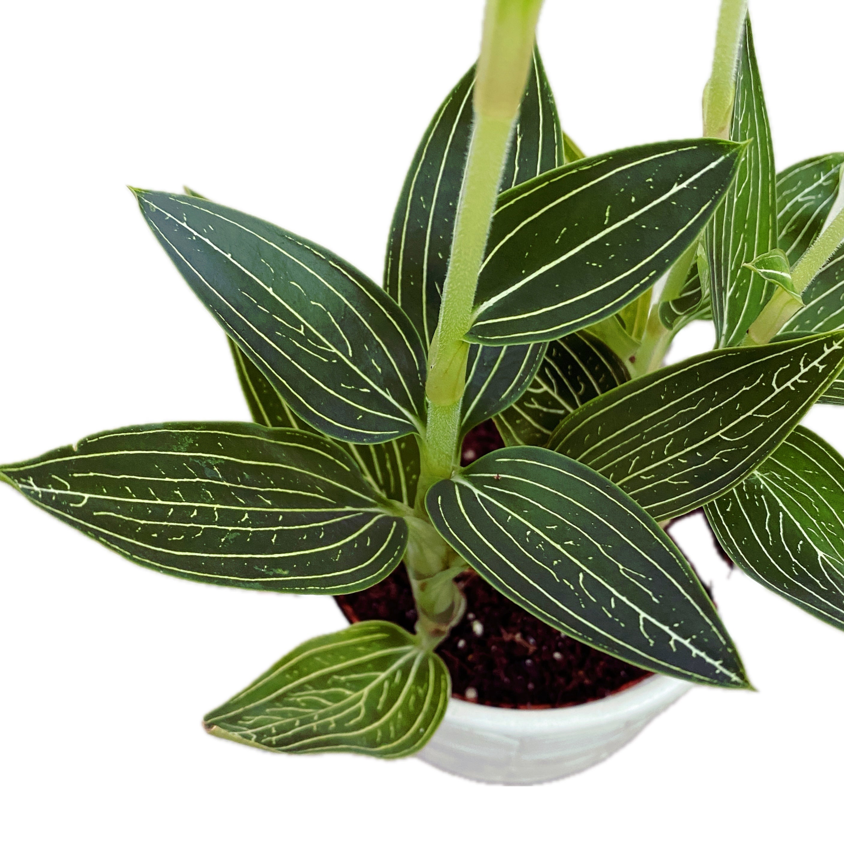 Ludisia discolor 'Alba'