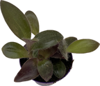 Tradescantia Purpurea Purple Heart (Pallida) - 2 plante/ghiveci