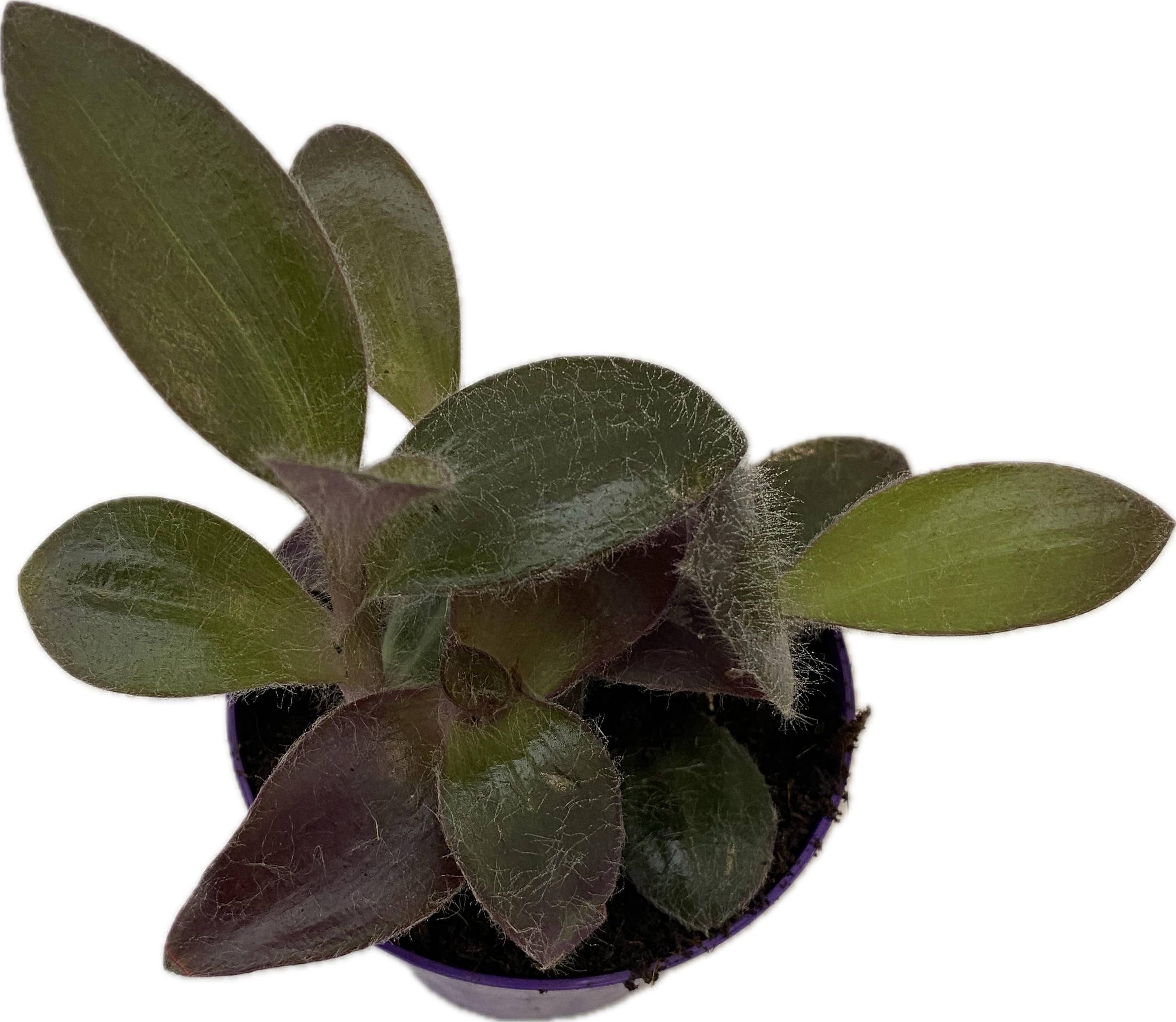 Tradescantia Purpurea Purple Heart (Pallida) - 2 растения/саксия
