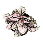 Hypoestes phyllostachya Pink (Pflanze mit Sommersprossen)