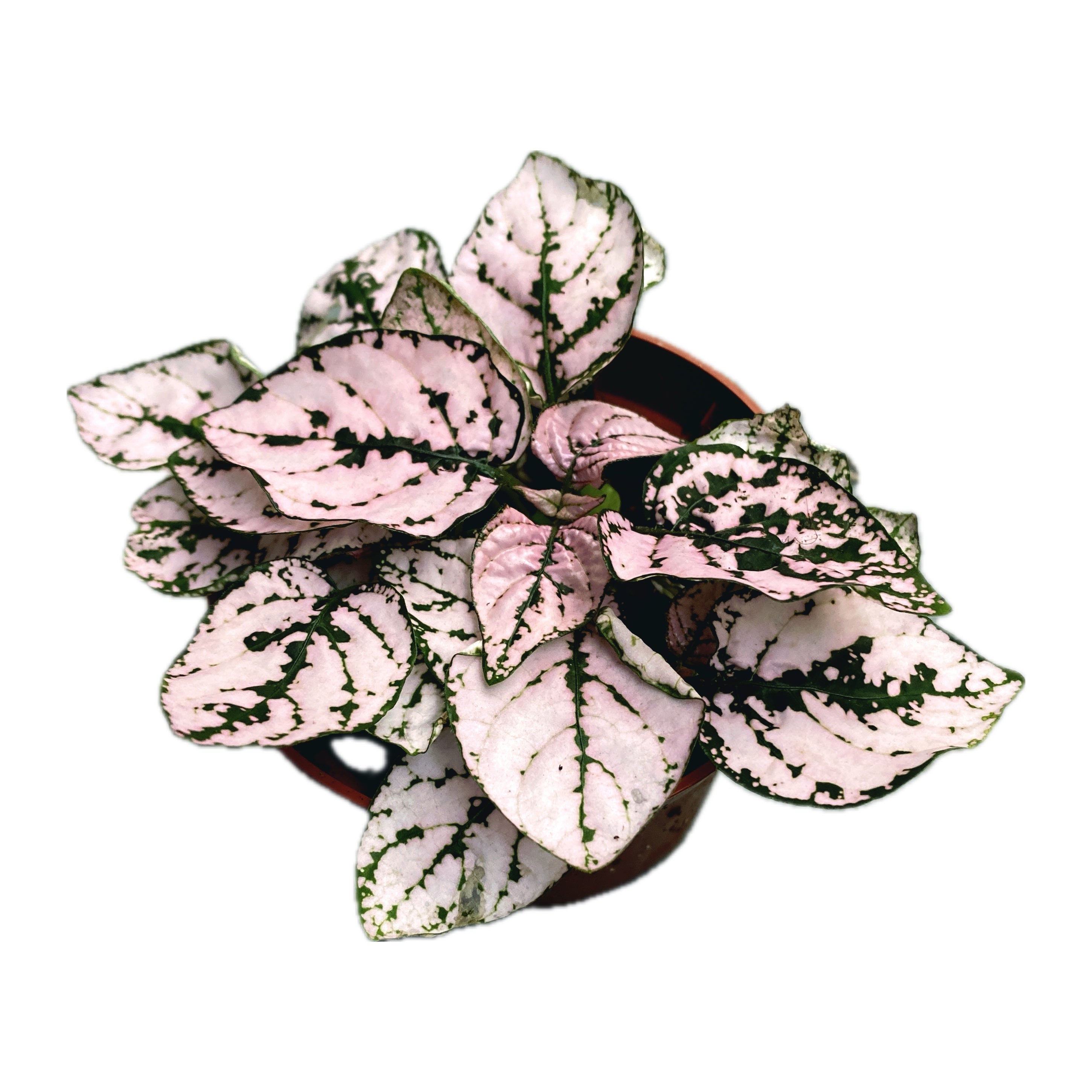 Hypoestes phyllostachya Pink (planta cu pistrui)