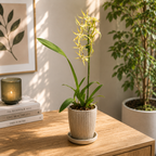 Brassia Magnificent White – fragrant flowers