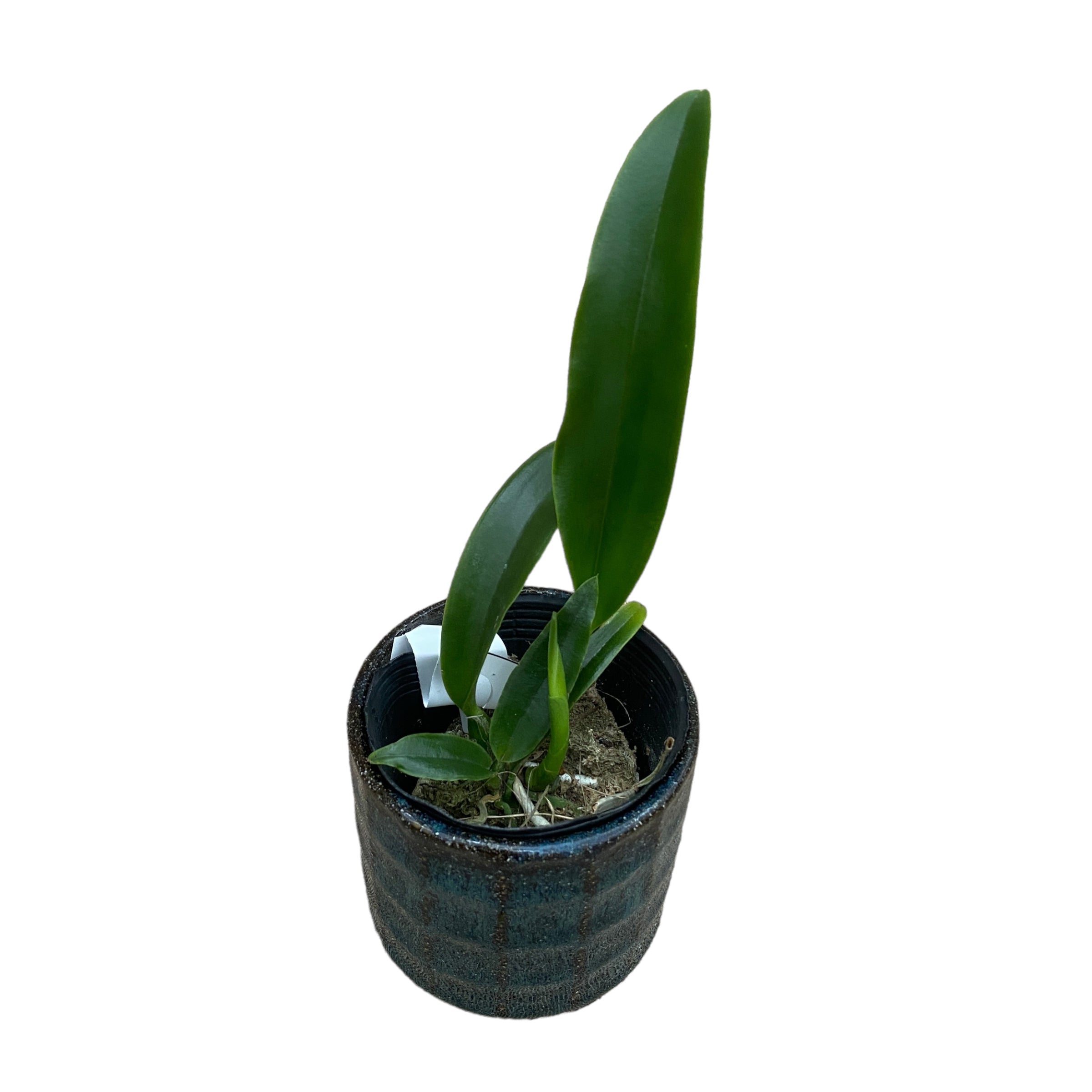 Cattleya Mishima Elf 'Blue Ocean' parfumata