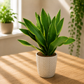 Sansevieria aubrytiana „Yellow Edge“ – hadia rastlina so zlatožltými okrajmi