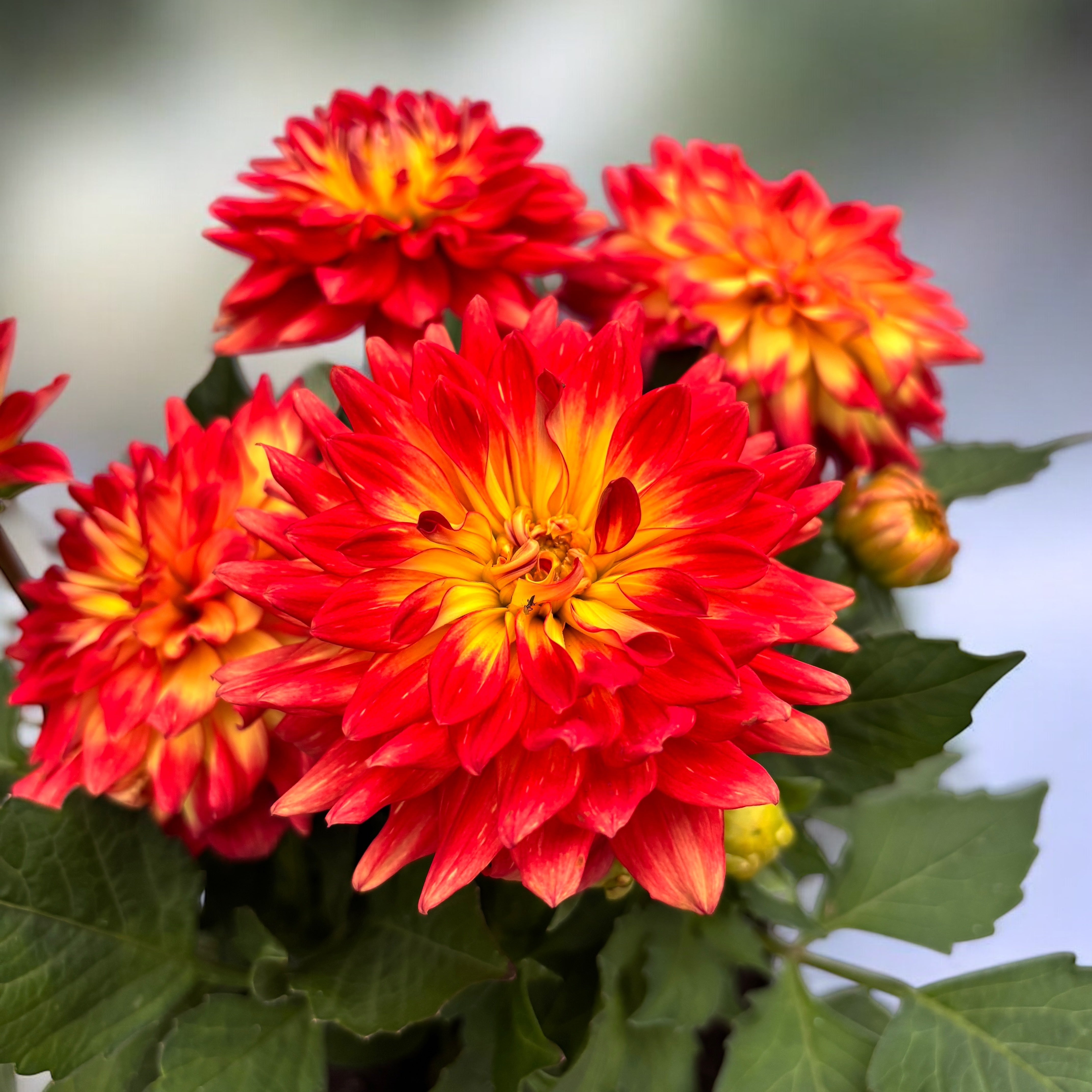 小物 dahlia dahlia Dalie FloraSelf Dahlia x Hybride ghiveci Ø 17 cm diferite | HORNBACH