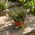 Portulaca gilliesii mix – šruchovitá šrucha sukulentní s dekorativními květy