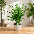 Aglaonema 'Miss Juliette' - XL példányok