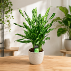 Aglaonema 'Miss Juliette' - XL példányok