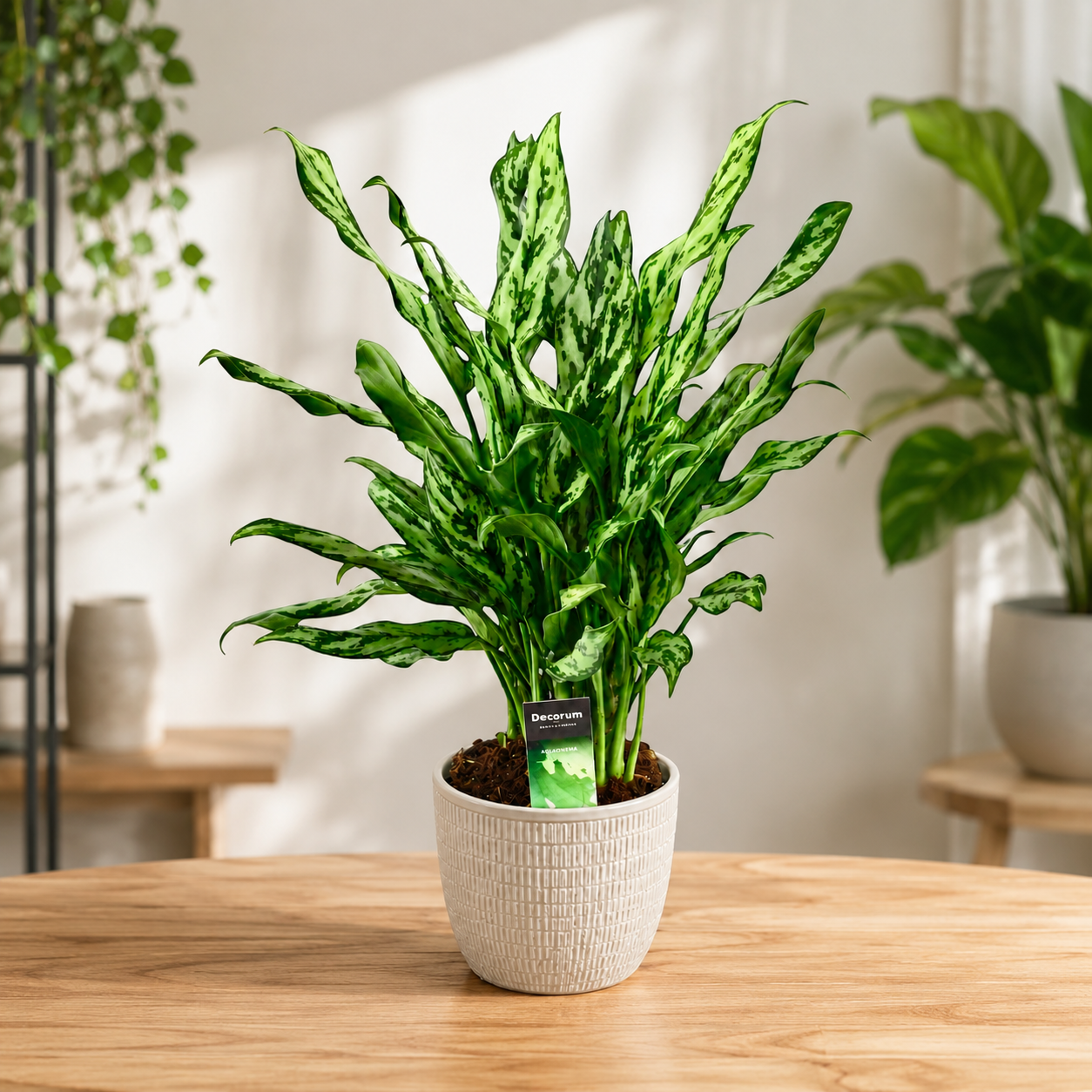 Aglaonema ‘Miss Juliette’ - XL Exemplare