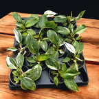 Philodendron erubescens 'White Princess' *vauvakasvi