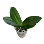 Phalaenopsis Pulcherrima 4N - fragrant