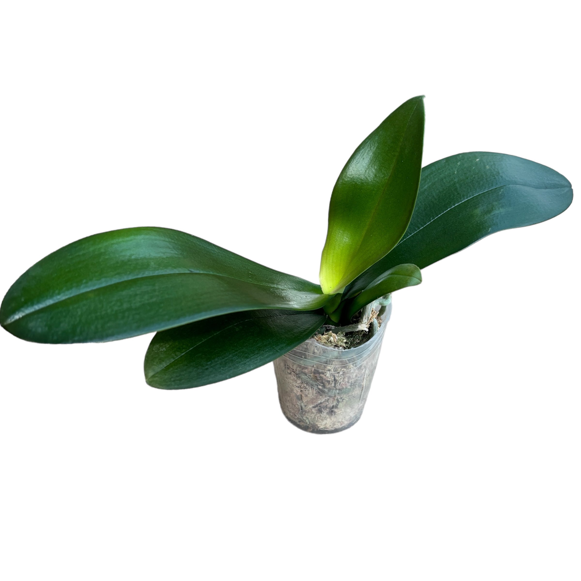 Phalaenopsis Charming Melody 'Pocketmon'