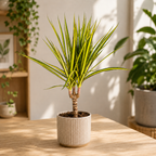 Dracaena marginata 'Sunray' D12