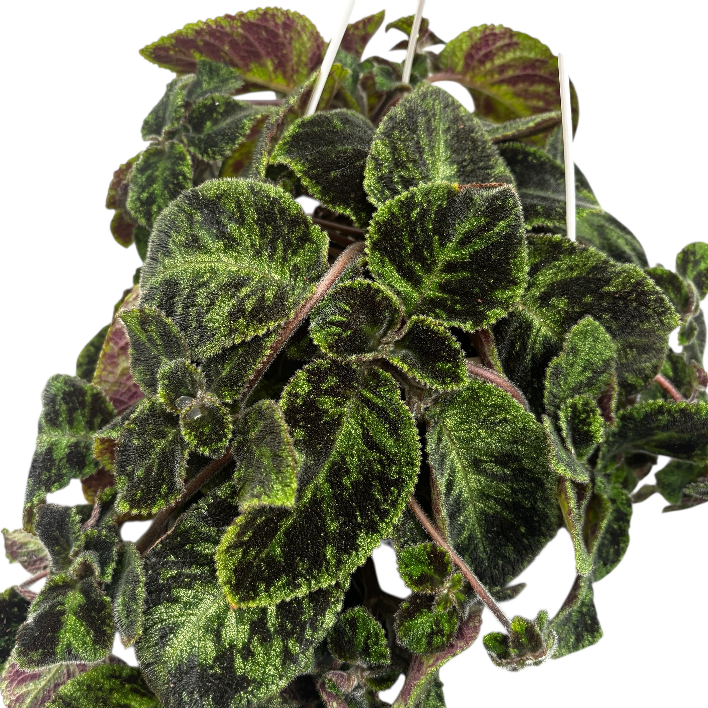 Episcia cupreata 'Black Velvet'- exemplare mari
