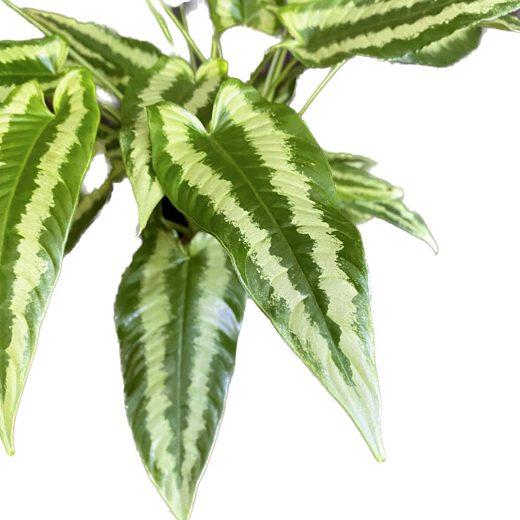 Schismatoglottis wallichii 3pp