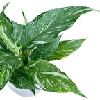 Spathiphyllum 'Diamond Variegata' - marantový lilie s mramorovanými listy