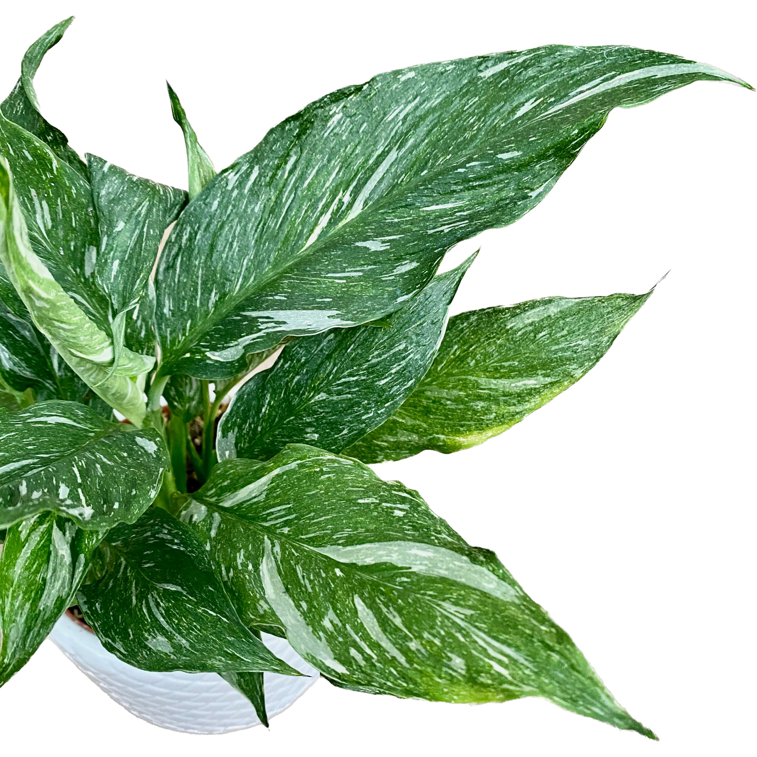 Spathiphyllum 'Diamond Variegata' - crinul pacii variegat cu frunzis marmorat