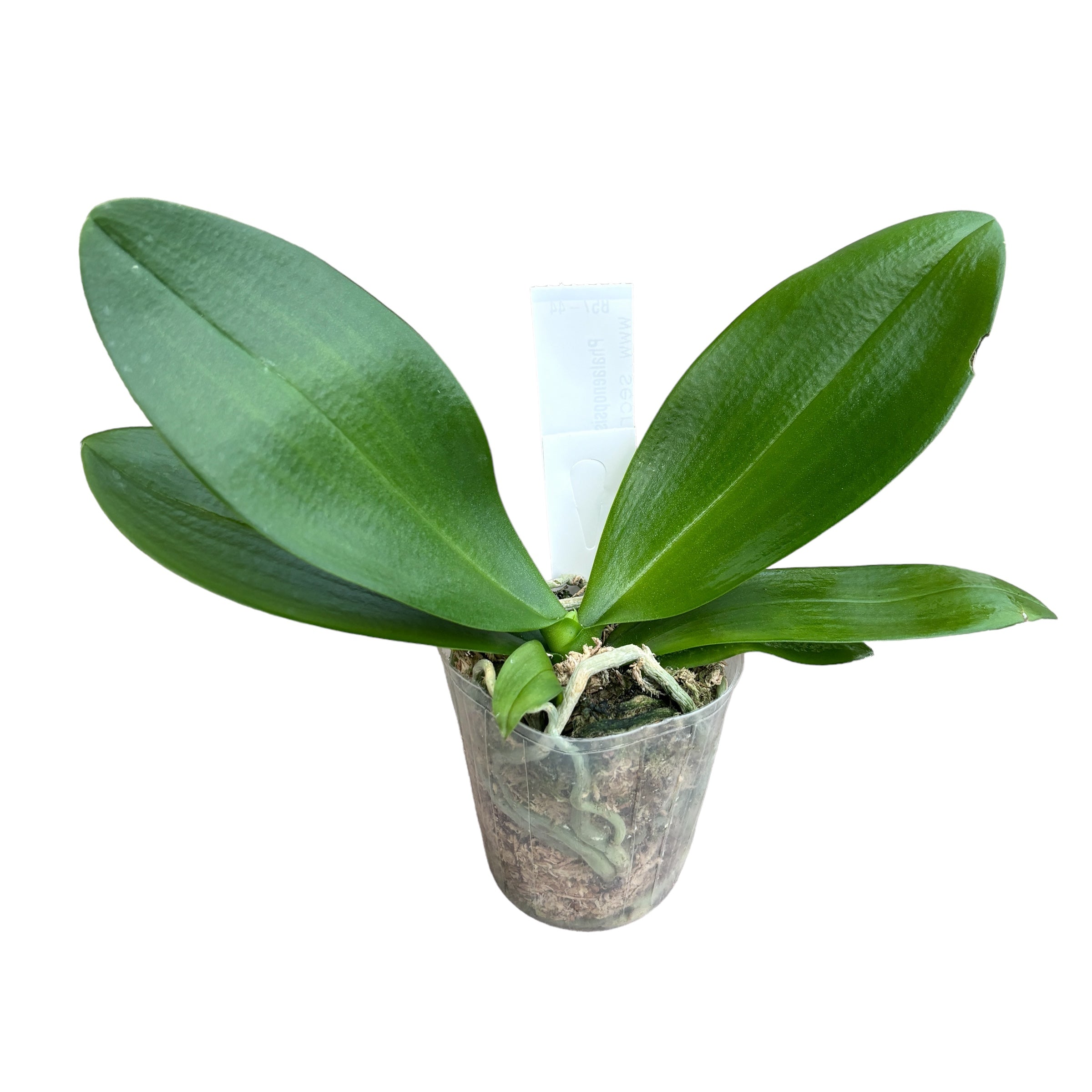 Phalaenopsis Lioulin L Stars *parfumée