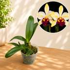 Rth. Fu Shu Glory 'Happy Holiday'