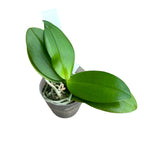 Phalaenopsis Stone Dance 'Yellow'