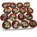 Lithops mix mini - varietà speciali